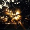 Paper Sun Catcher