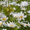 Camomile Flowers
