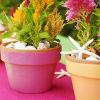Terra Cotta Flower Pots