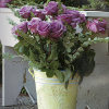 Pretty Garden Flower Tin