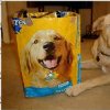 Go Green Doggie Tote
