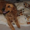 How to Make a Dog Bed