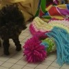 How to Make a Pom Pom