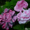 Dyed Ribbon Flower