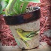 Decoupaged Clay Pot