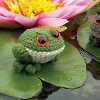 Little Toads and Frogs