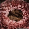 Old Sheets Wreath