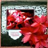 Poinsettias Layout