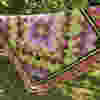 Pretty in Purple Quilt