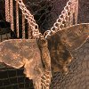 Look of Vintage Butterfly Necklace