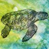 Sea Turtle Card