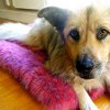 Shaggy Dog Rug