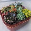 Succulent Garden