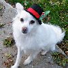 Top Dog Holiday Hat
