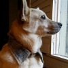 Upcycled Dog Collar