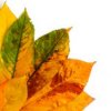 Thanksgiving Crafts to make with Paper
