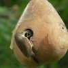 How to Attract Birds to Your Birdhouse