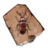 Gilded Bug Tile