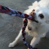 Easy Upcycled Dog Toy