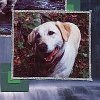 Hiking with the Dogs Scrapbook Page