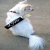 Dogs Cupid Arrow Carrier