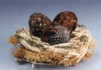 feather eggs