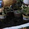 A Garden in a Bag