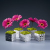 hipster gerbera daisy cubes