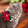 Holiday Cat Collar