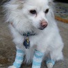 Upcycled Doggy Leg Warmers