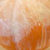 A Frosted Pumpkin