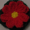 Painted Daisy Flower