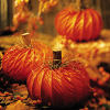 Playful Pumpkin Patch