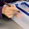 Pretty Holiday Containers Video