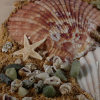 Seashells on Box Close up