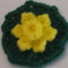 Small Daffodil Flower