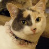 Snazzy Cat Collar
