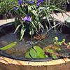 Whiskey Barrel Water Garden