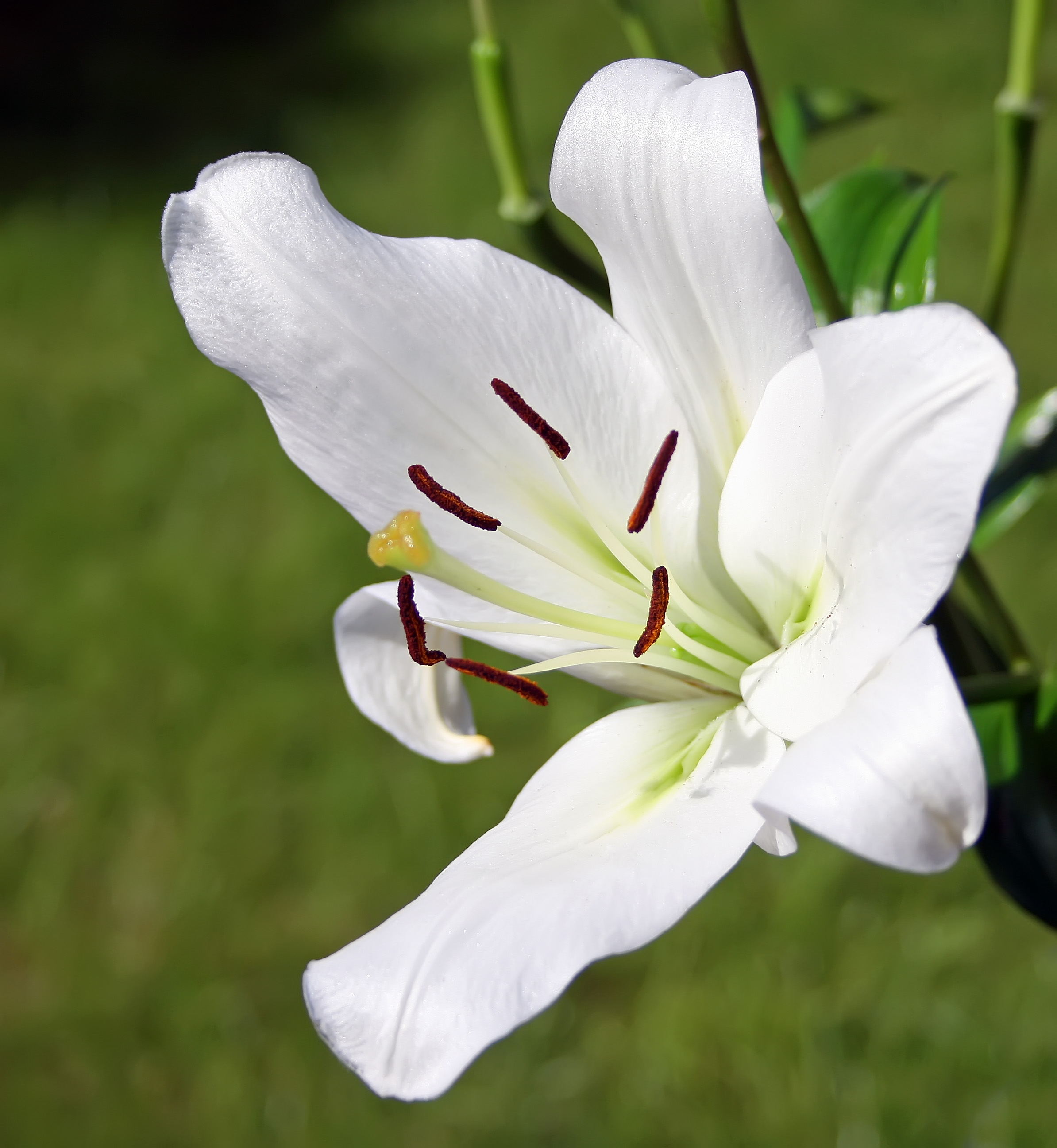 the Easter Lily