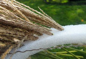 Striking Tiger Grass Wreath
