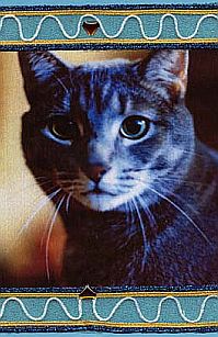 Embellished Cat Photo