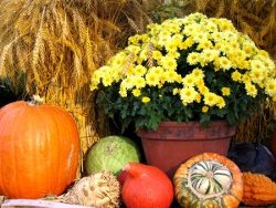 Thanksgiving Stock Photo