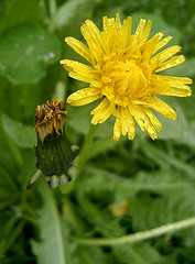 Rainy Day Dandelion Flower