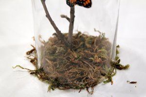 Create a Butterfly Haven