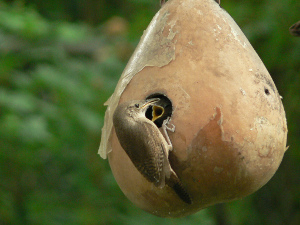 gourd bird house