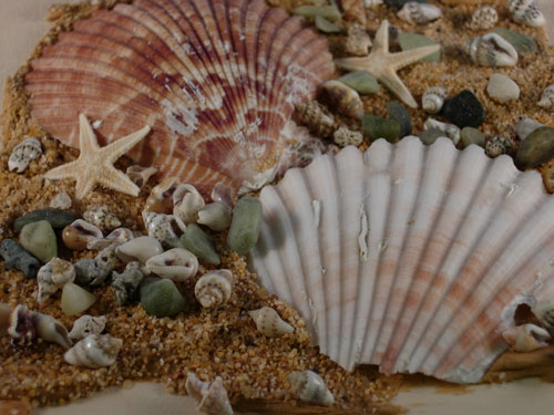 Close up of Shells on Box