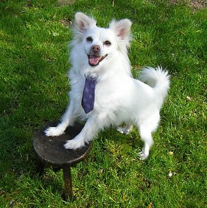 Puppy Necktie