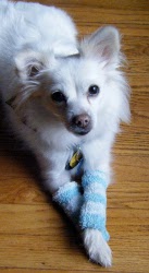 Upcycled Doggy Leg Warmers