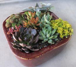 Succulent Garden