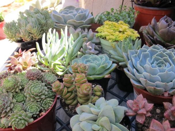 Succulents